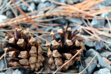 Pommes de pins
