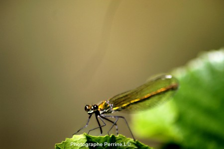 Libellule