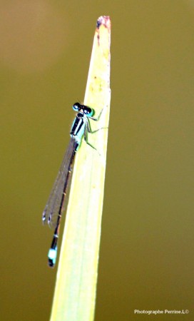 Llibellule