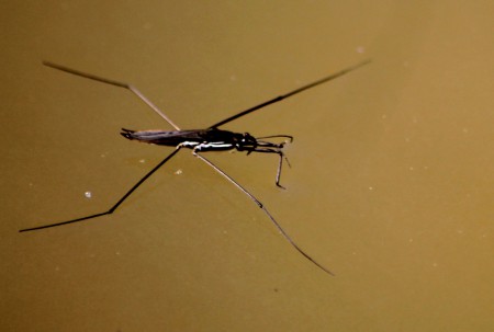 Araignée d'eau